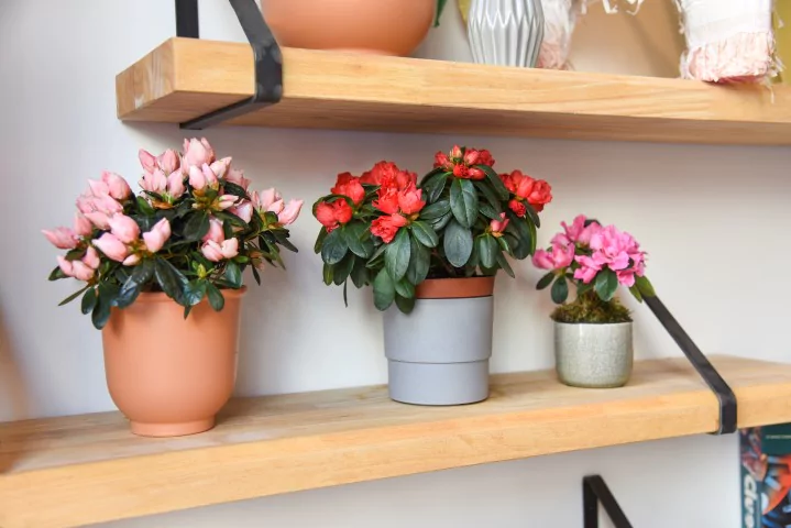 Een azalea verzorgen: zo ga je te werk