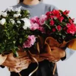 Gentse azalea variëteit